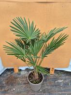 Trachycarpus WAGNERIANUS, winterhard, Tuin en Terras, Planten | Bomen, 100 tot 250 cm, Zomer, Palmboom, Ophalen