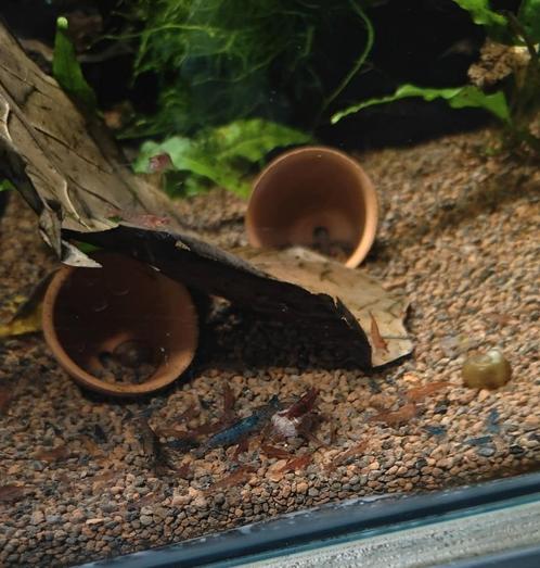 Mix garnalen 10 voor € 5,00, Dieren en Toebehoren, Vissen | Aquariumvissen, Kreeft, Krab of Garnaal