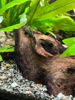 Algeneters te koop., Vis