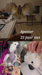 Tweede kans voor jouw vogel- Training/Opvang, Dieren en Toebehoren, Vogels | Parkieten en Papegaaien, Meerdere dieren, Papegaai