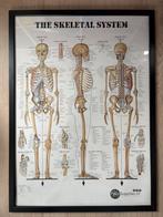 Anatomieposter skelet, Ophalen, Zo goed als nieuw, Overige typen