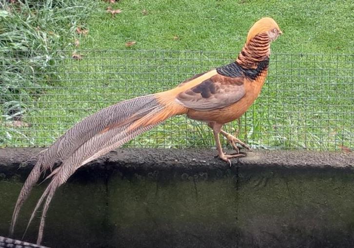 Zalm Goudfazanten, Dieren en Toebehoren, Pluimvee, Overige soorten, Meerdere dieren