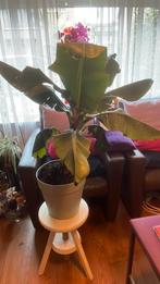 Bananen plant, Ophalen, Halfschaduw, Minder dan 100 cm