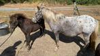 hengstveulen van appaloosamerrie, Dieren en Toebehoren, Gechipt, Niet van toepassing, 0 tot 2 jaar, Hengst