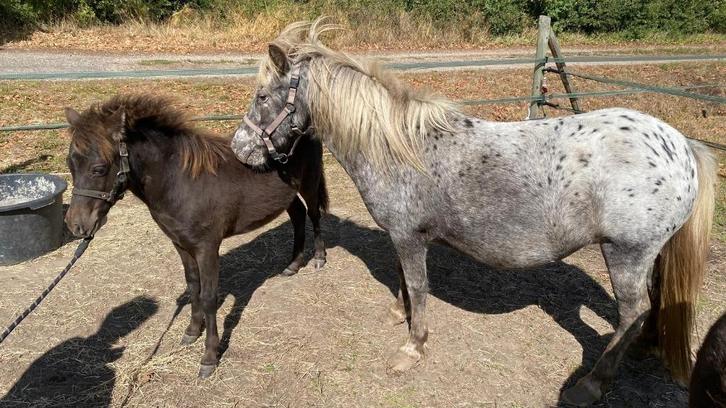 hengstveulen van appaloosamerrie, in prijs verlaagd, Dieren en Toebehoren, Pony's, Hengst, Niet van toepassing, A pony (tot 1.17m)
