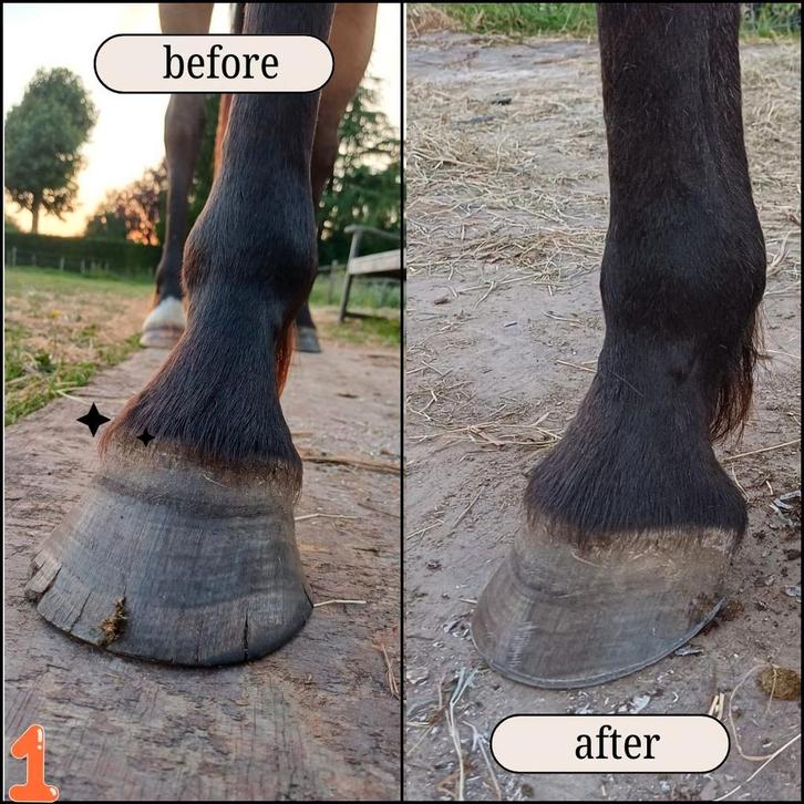 De Betuwse bekapper, Diensten en Vakmensen, Dieren | Paarden | Verzorging, Oppas en Les, Verzorging of Verzorgpony's