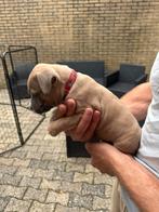 Laatste 2 pups (reutjes) zoeken gouden mandje, Overige rassen, 8 tot 15 weken, Meerdere, Meerdere dieren