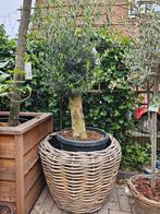 Olijfbomen diverse maten klein & groot, dikke stam vanaf €90, Volle zon, Ophalen of Verzenden, 100 tot 250 cm, Olijfboom