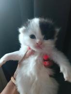 ♥️SIBERISCHE KITTENS♥️100% HYPOALOGEEN, Dieren en Toebehoren, Katten en Kittens | Raskatten | Langhaar, Meerdere dieren, Ontwormd