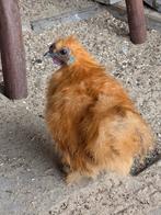 Goudbruin zijdehoen haantje te koop, Dieren en Toebehoren, Pluimvee, Mannelijk, Kip
