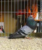 Zeldzaam ras, Almendralejo (Spanje), Dieren en Toebehoren, Vogels | Duiven, Vrouwelijk, Kropper