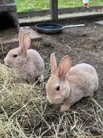 Gecastreerde jonge kleinrex konijnen, Dieren en Toebehoren, Konijnen, Mannelijk, Middelgroot, 0 tot 2 jaar