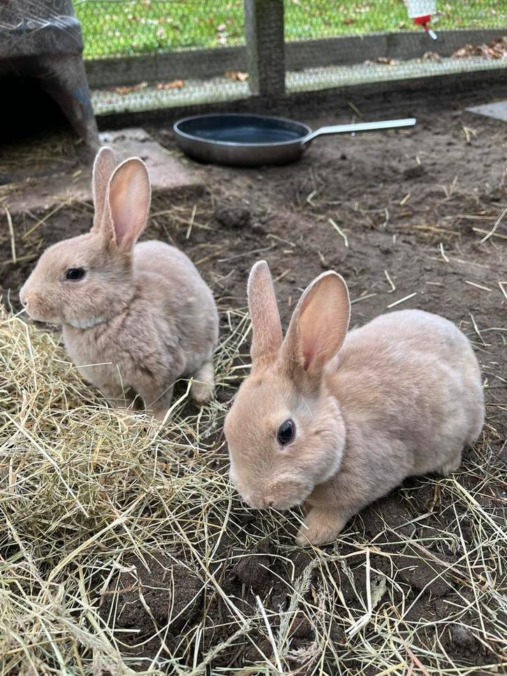 Gecastreerde jonge kleinrex konijnen, Dieren en Toebehoren, Konijnen, Middelgroot, Mannelijk, 0 tot 2 jaar