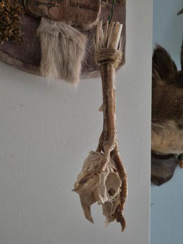 Rariteit, Poot met schedel. 23 cm lang. beschikbaar voor biedingen