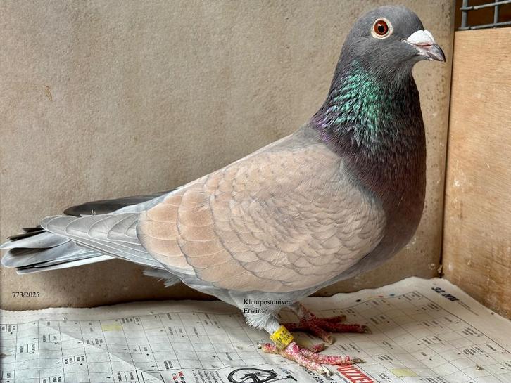 Kweekkoppel kleurpostduiven rubella kras x dominant opaal, Dieren en Toebehoren, Vogels | Duiven, Postduif, Meerdere dieren