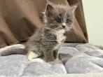 Ragdoll X Maine Coon kittens (Racoons) NOG 2 KITTENS!, Meerdere dieren, Gechipt, 0 tot 2 jaar