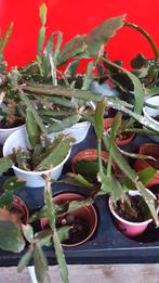 Epiphyllum / Rhipsalis / blad cactus, Huis en Inrichting, Kamerplanten, Ophalen of Verzenden, Minder dan 100 cm, Bloeiende kamerplant