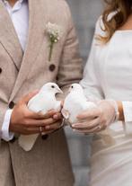 Trouwduiven witteduiven witte duiven hartenmand, Meerdere dieren, Postduif