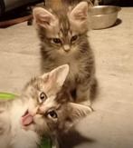 Maine Coon kittens klaar voor vertrek, Meerdere dieren, Ingeënt