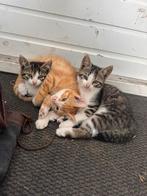 3 mooie kittens, Meerdere dieren, Kortharig, 0 tot 2 jaar