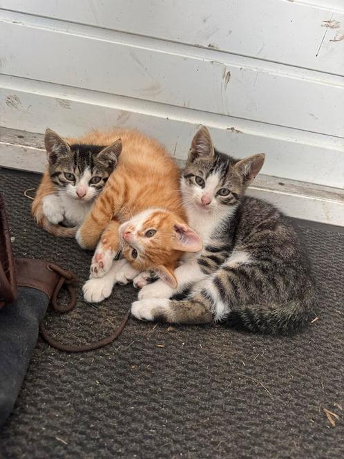 3 mooie kittens, Dieren en Toebehoren, Katten en Kittens | Overige Katten, Kortharig, Meerdere dieren, 0 tot 2 jaar