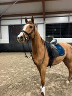 GEZOCHT pensionstal voor lieve ruin, Dieren en Toebehoren, Stalling, 1 paard of pony