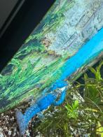 Blauwe kreeft te koop, Dieren en Toebehoren, Vissen | Aquariumvissen, Slak of Weekdier