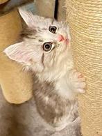 Maine Coon kittens klaar voor vertrek, Dieren en Toebehoren, Katten en Kittens | Raskatten | Langhaar, Meerdere dieren, Ingeënt