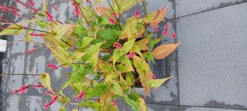 Persicaria amplexicaulis (Duizendknoop) met rode bloemen  beschikbaar voor biedingen