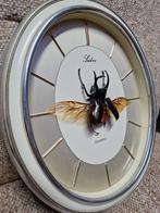 Kever insect opgezet, Ophalen of Verzenden, Gebruikt, Insect, Opgezet dier