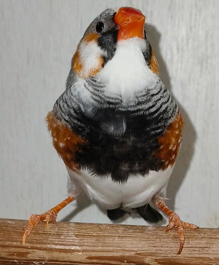 2x prachtige blackface bont (split charcoal) te koop!, Dieren en Toebehoren, Vogels | Overige Vogels, Meerdere dieren