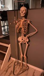 Anatomisch menselijk skelet adam rouilly osteologie, Ophalen