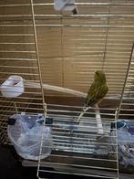 Kanaries, Dieren en Toebehoren, Vogels | Parkieten en Papegaaien, Meerdere dieren, Parkiet