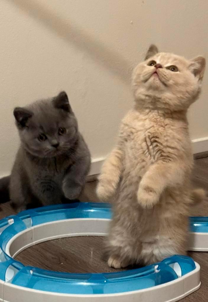 Mooi lieve brits korthaar creme kater beschikbaar, Dieren en Toebehoren, Katten en Kittens | Raskatten | Korthaar, Kater, 0 tot 2 jaar