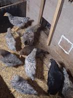 Cream de legbar en australop, Dieren en Toebehoren, Geslacht onbekend, Kip