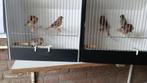 Harlekijnen 2025, Meerdere dieren, Postuurkanarie