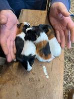 Gladhaar zeugjes, Dieren en Toebehoren, Juni, Vrouwelijk, Cavia