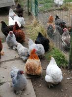 Cochin kriel hennetjes, gevaccineerd, veel keuze, Vrouwelijk, Kip