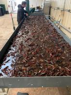 Grote Hollandse rivierkreeft (Crayfish, Crawfish), Watersport en Boten, Ophalen of Verzenden, Nieuw, Overige typen