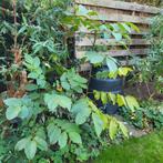 2 Walnotenbomen - 160cm & 120cm, Ophalen, Volle zon, Overige soorten