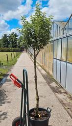 Portugese Laurier op stam, Tuin en Terras, Planten | Bomen, Ophalen, In pot, Halfschaduw, 100 tot 250 cm