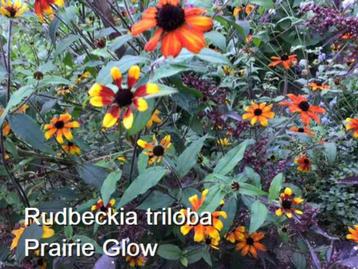 Rudbeckia triloba Prairie glow - vaste plant