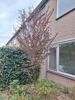 kerspruim of sleedoorn, Ophalen of Verzenden, Volle zon, Overige soorten, Minder dan 100 cm