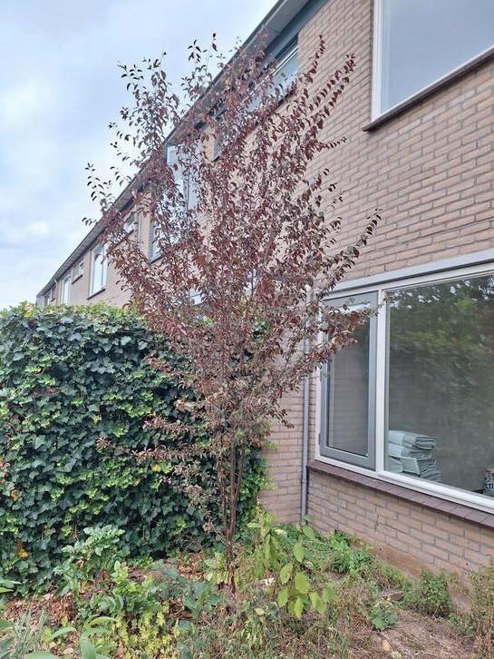 kerspruim of sleedoorn, Tuin en Terras, Planten | Bomen, Overige soorten, Minder dan 100 cm, Volle zon, Ophalen of Verzenden