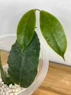Hoya Versteegii Gewortelde Stek, Ophalen of Verzenden, Overige soorten, Minder dan 100 cm