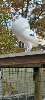HAAGSE TIL DUIVEN KROPPERS LOKDUIF, Dieren en Toebehoren, Vogels | Duiven, Meerdere dieren, Kropper