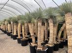 Aanbieding Yucca rostrata planten,  import uit Zuid Amerika., Tuin en Terras, Planten | Bomen, In pot, Zomer, Overige soorten