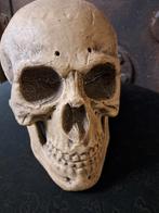 Halloween schedel piepschuim ware grootte, Ophalen, Zo goed als nieuw, Halloween of Griezel