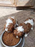 Cavalier king charles spaniel pups, Dieren en Toebehoren, Honden | Retrievers, Spaniëls en Waterhonden, Reu, 8 tot 15 weken, CDV (hondenziekte)