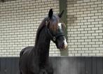 Meerdere fijne jonge paarden te koop, Dieren en Toebehoren, Paarden, Merrie, Met stamboom, Dressuurpaard, 3 tot 6 jaar